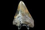 Serrated, Fossil Megalodon Tooth - Interesting Color #77376-1